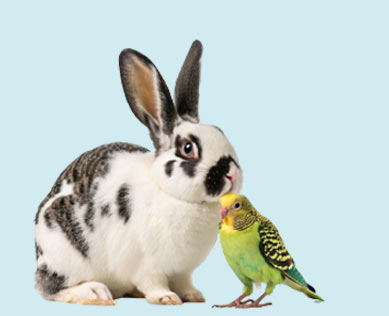 Other Animals