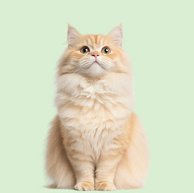 Cat Health