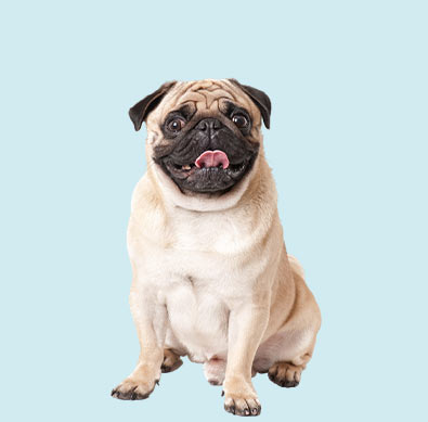 Dog Health